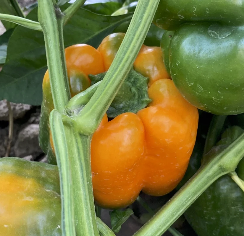 mannaharvest365630
