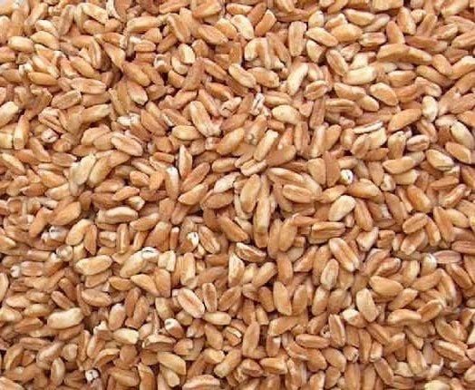 truefoodsmarket2444922